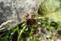 Imagem de Carex parviflora Host