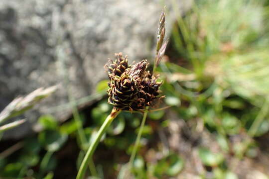 Image of Carex parviflora Host