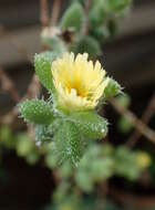 Image of Delosperma echinatum (Lam.) Schwant.