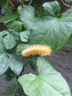 Imagem de Spilosoma virginica Fabricius 1798