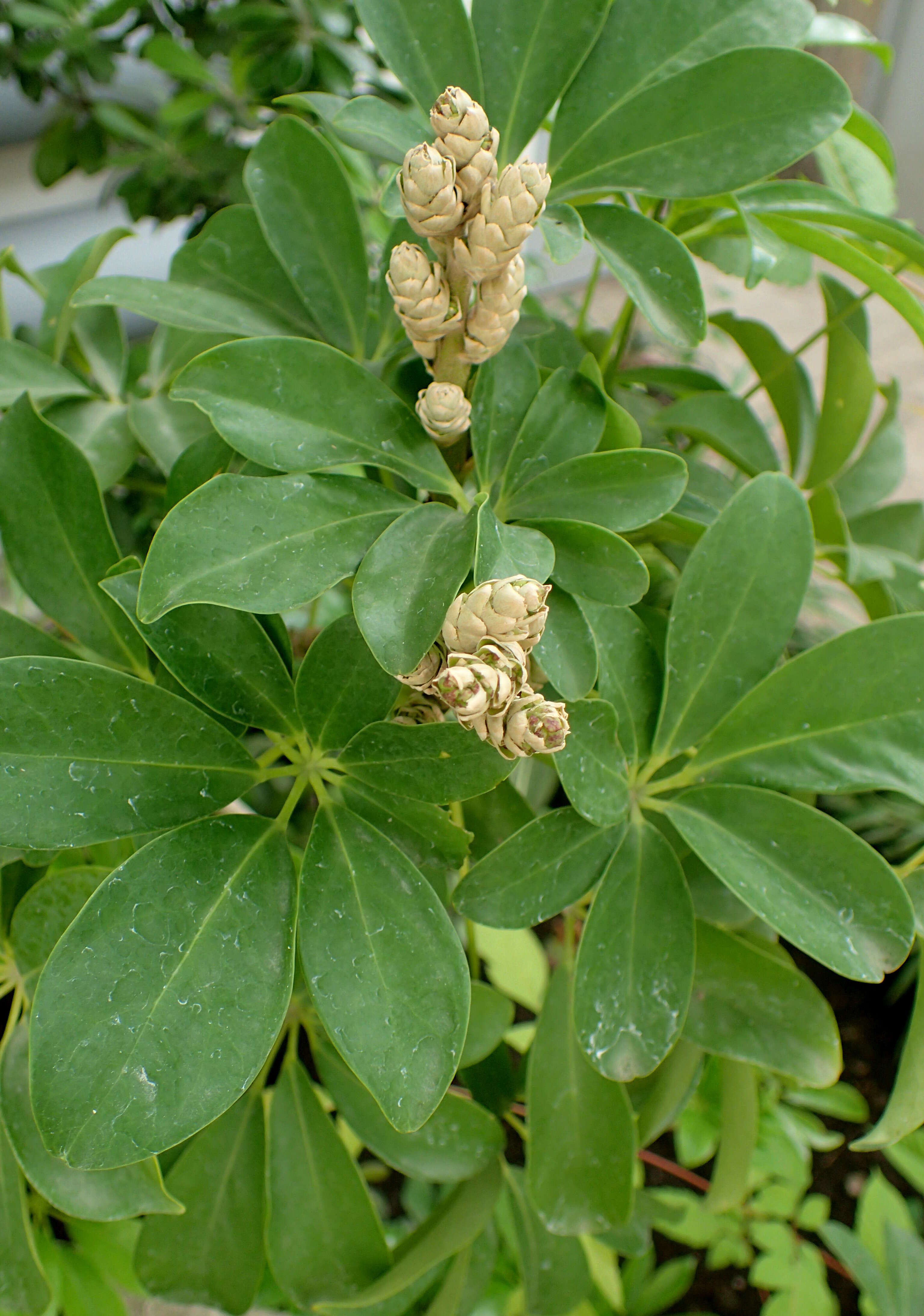 Image of Dwarf Umbrella Tree