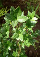 Image of Alyxia ruscifolia R. Br.