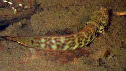 Image of Cryptocentroides