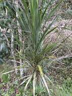 Image of Cordyline sellowiana Kunth