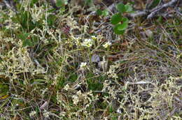 Image of Draba taimyrensis Tolm.