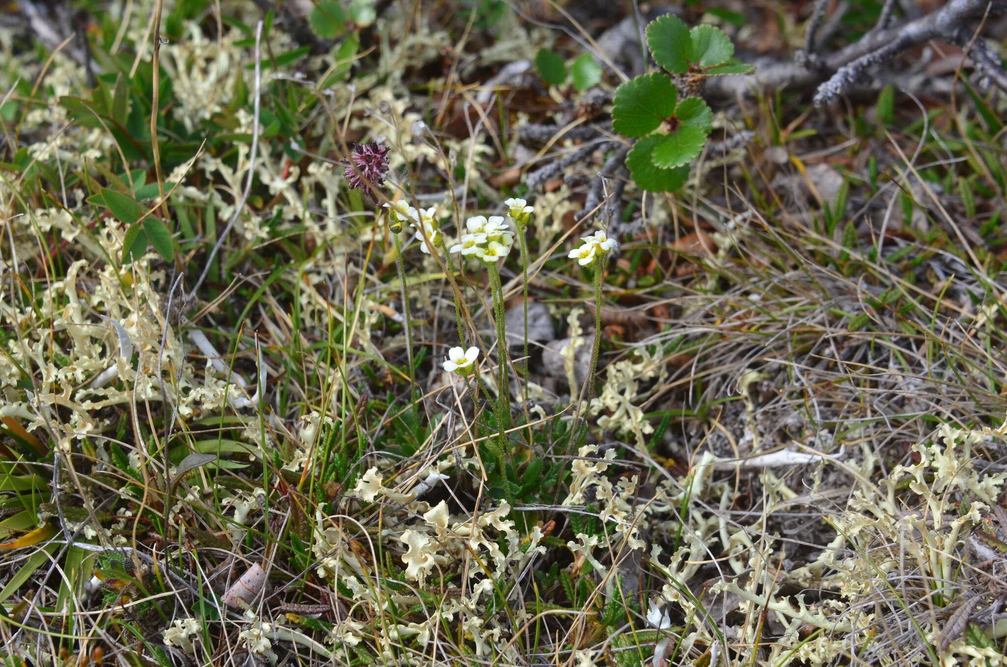 Image of Draba taimyrensis Tolm.