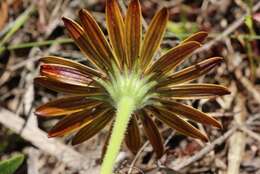 Image of Dimorphotheca nudicaulis (L.) DC.