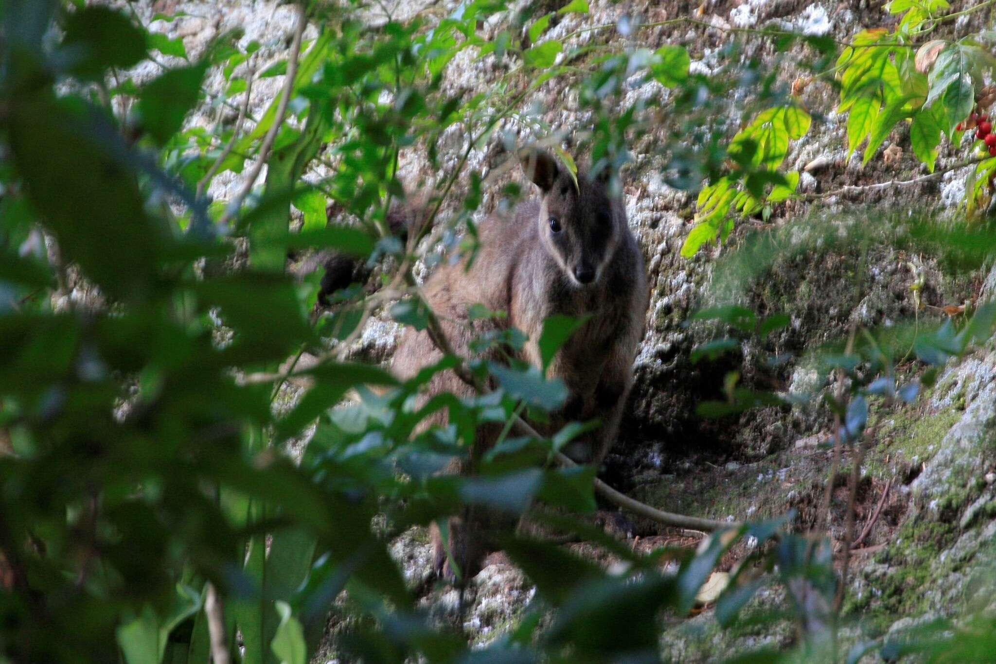 Image of Unadorned Rock Wallaby