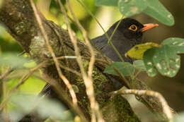 Image of Indian Blackbird