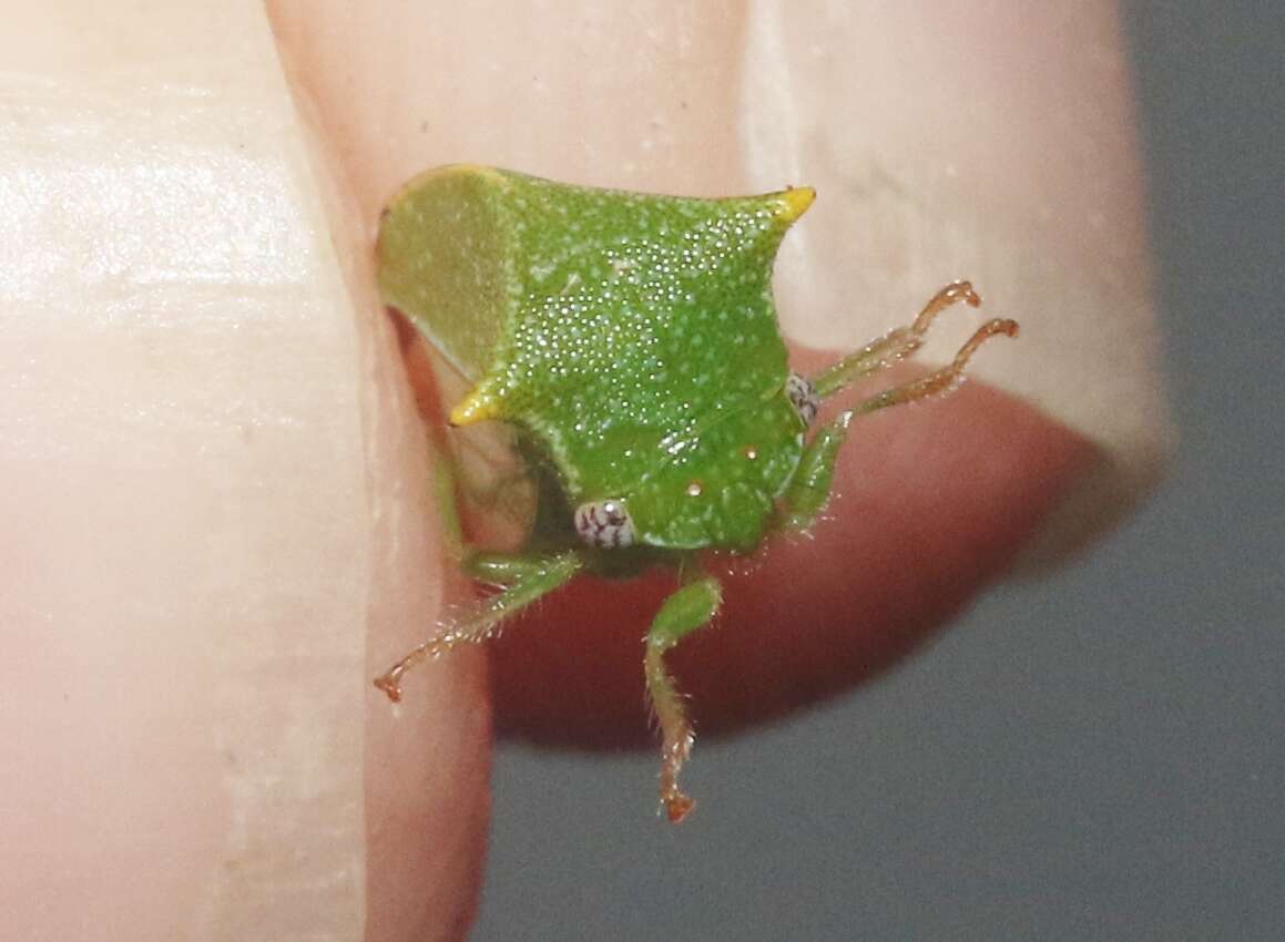 Imagem de Stictolobus arcuatus Caldwell