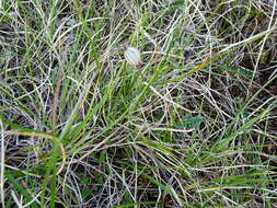 Image of apetalous catchfly