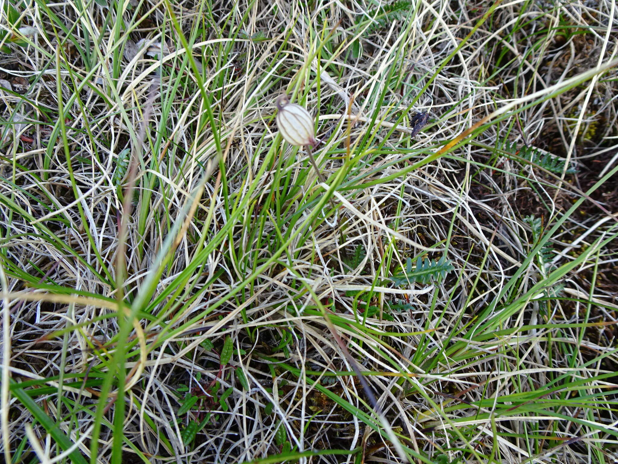 Image of apetalous catchfly