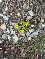 Image of Utah buttercup