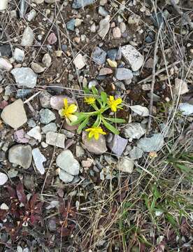 Image of Utah buttercup