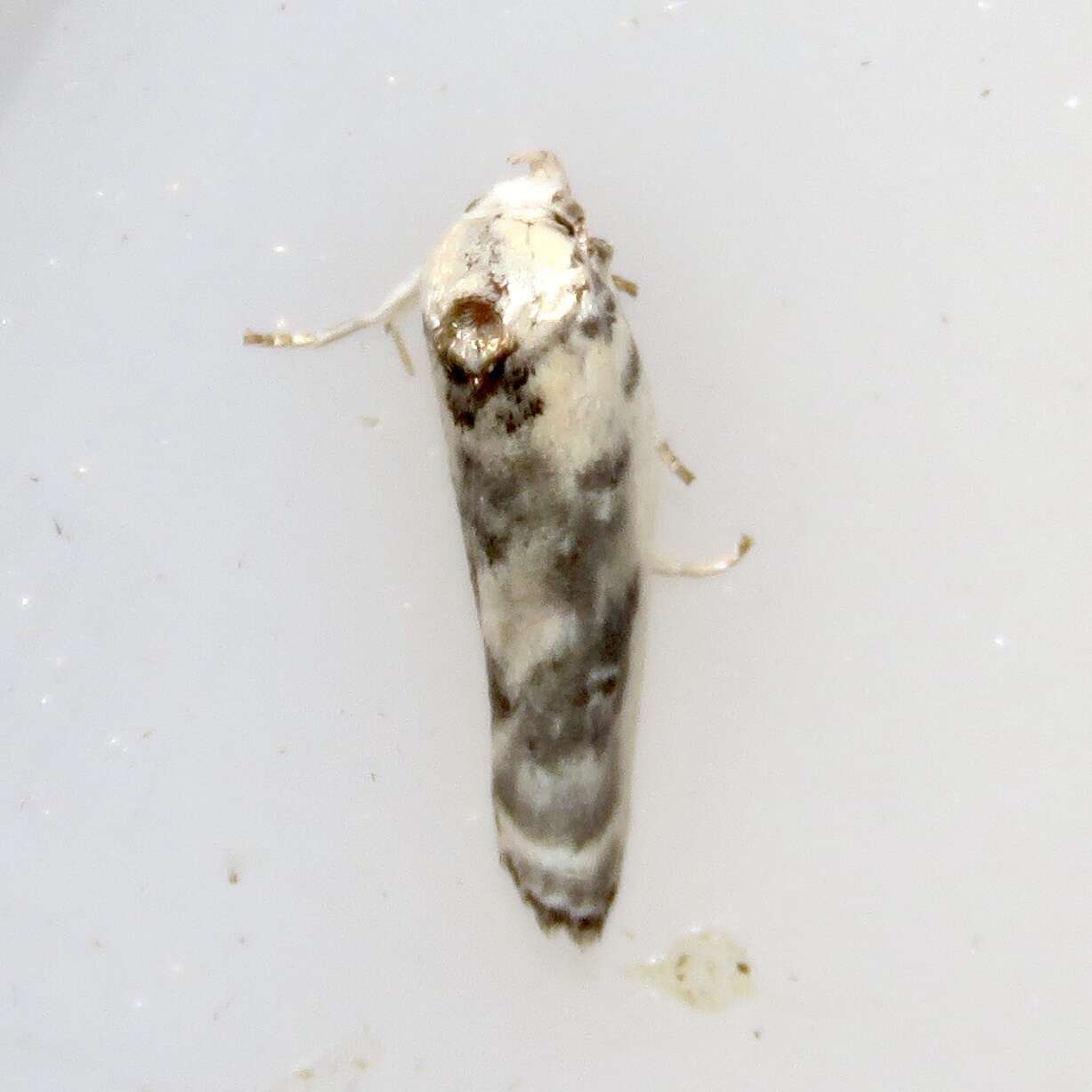 Image of Pale Gray Bird-dropping Moth