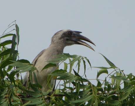 Image of Indian Grey Hornbill