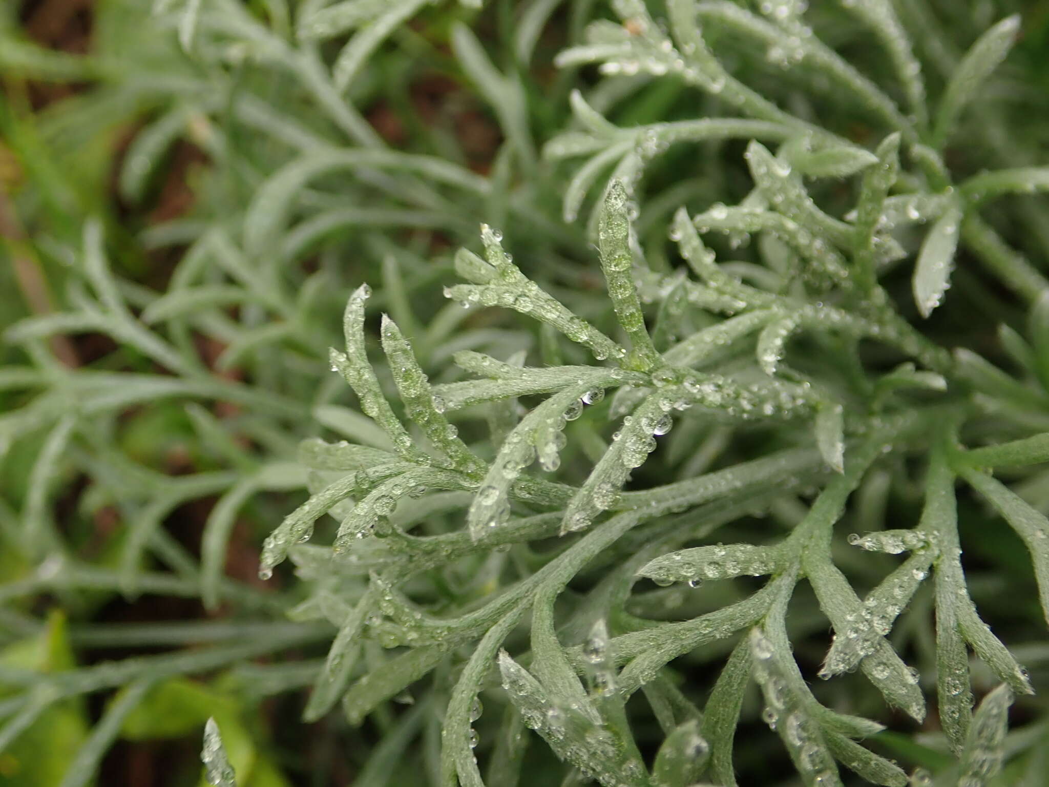 Слика од Artemisia austriaca Jacq.