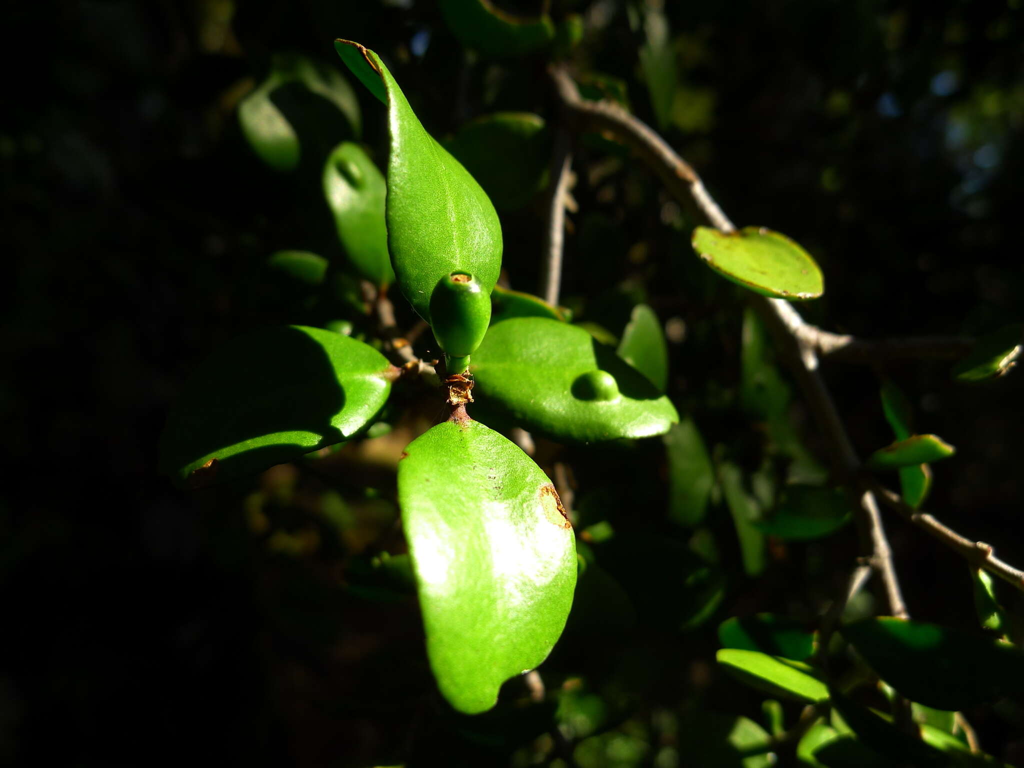 Image of Peraxilla tetrapetala (Tiegh.) Tiegh.