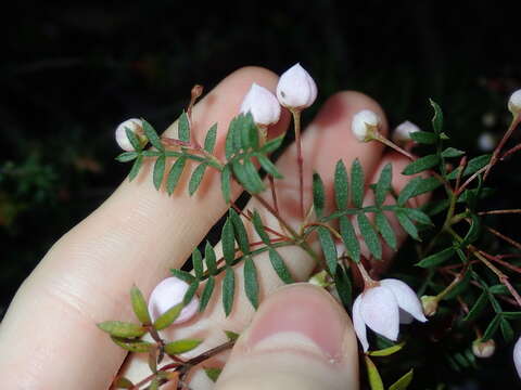 Image of Boronia floribunda Sieber ex Spreng.