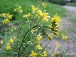 Image of creeping yellowcress