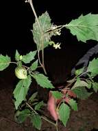 Image of Wild gooseberry