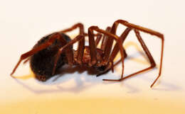 Image of False black widow