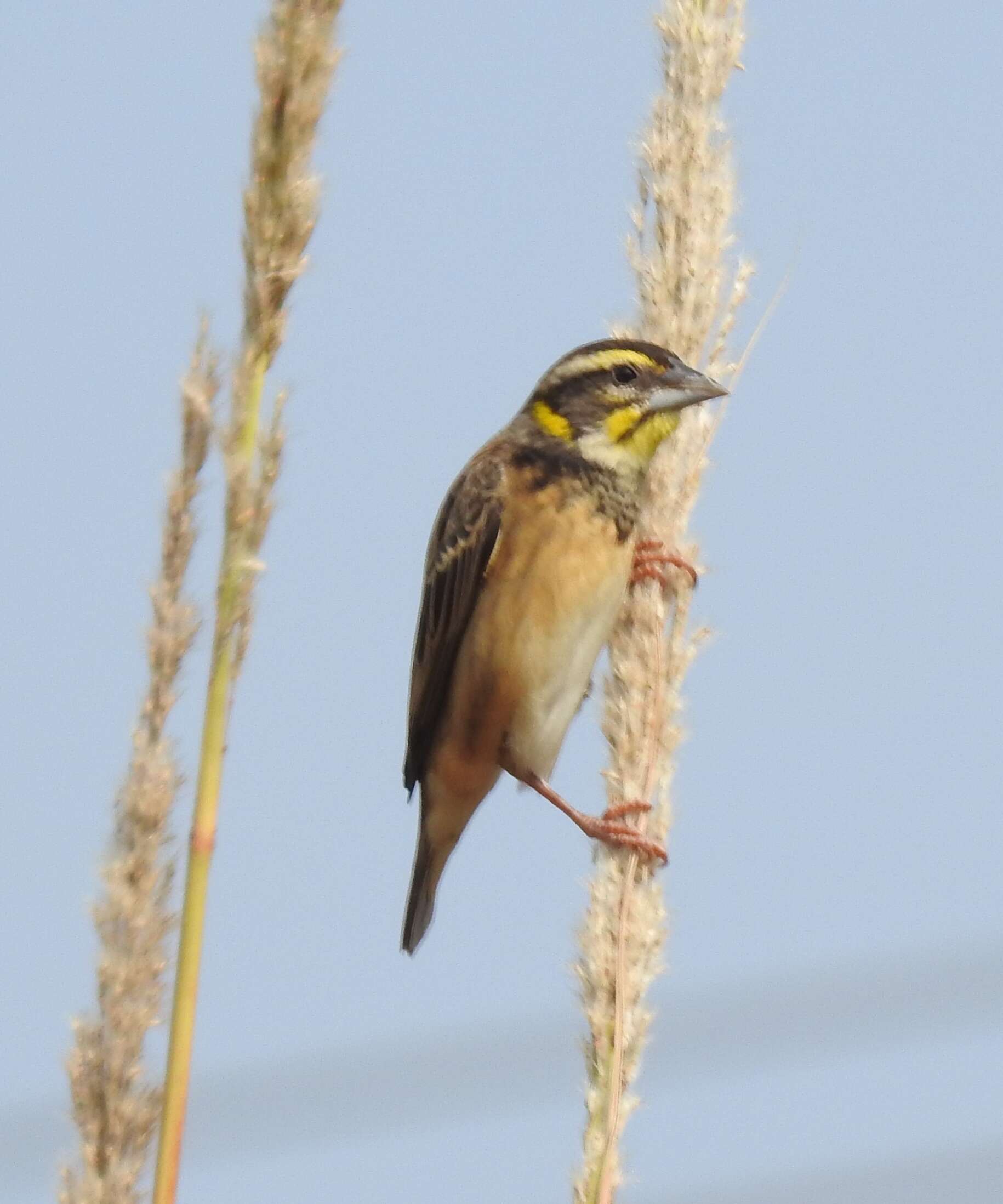 Image de Tisserin du Bengale