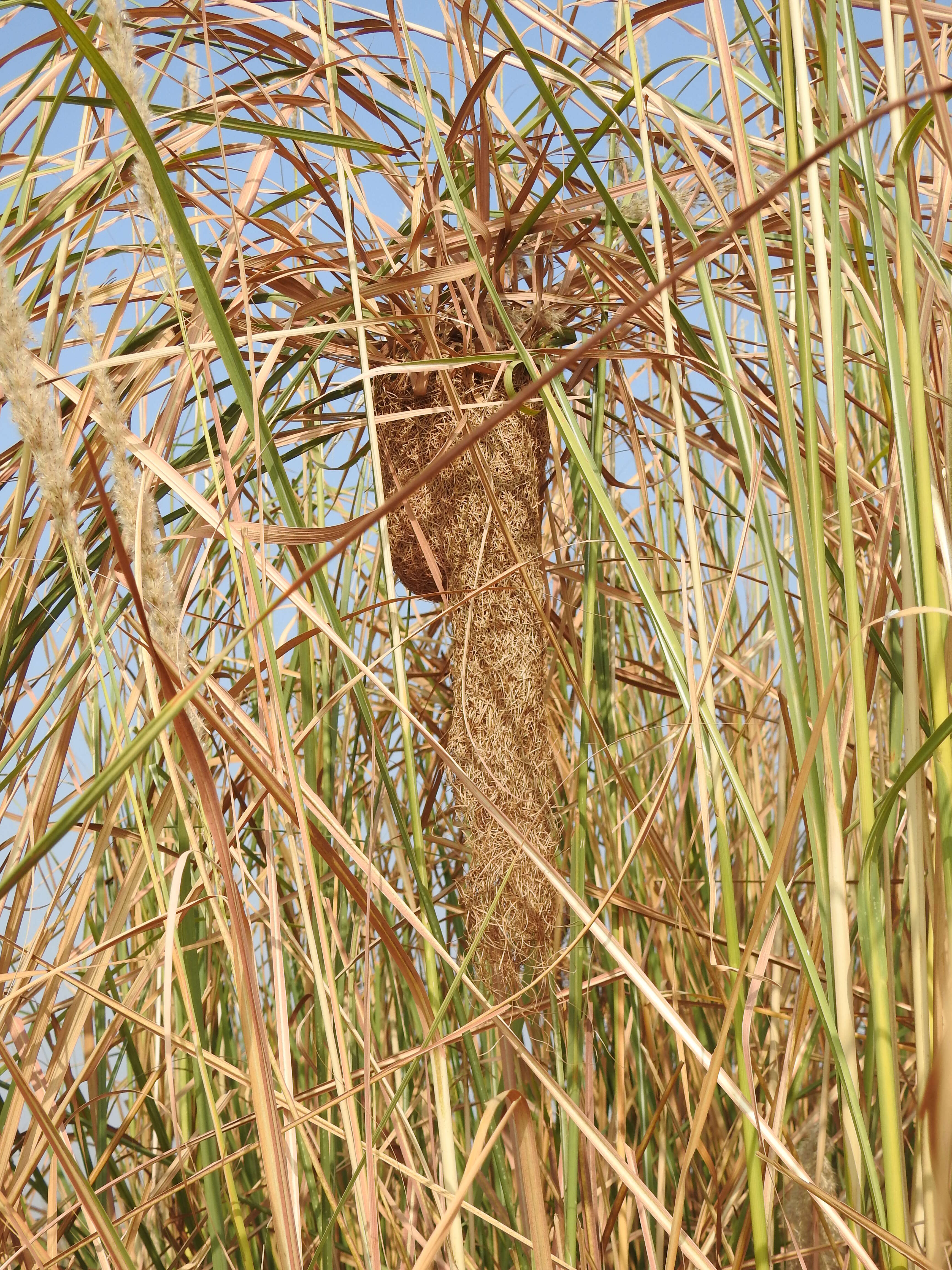 Image of Black-breasted Weaver