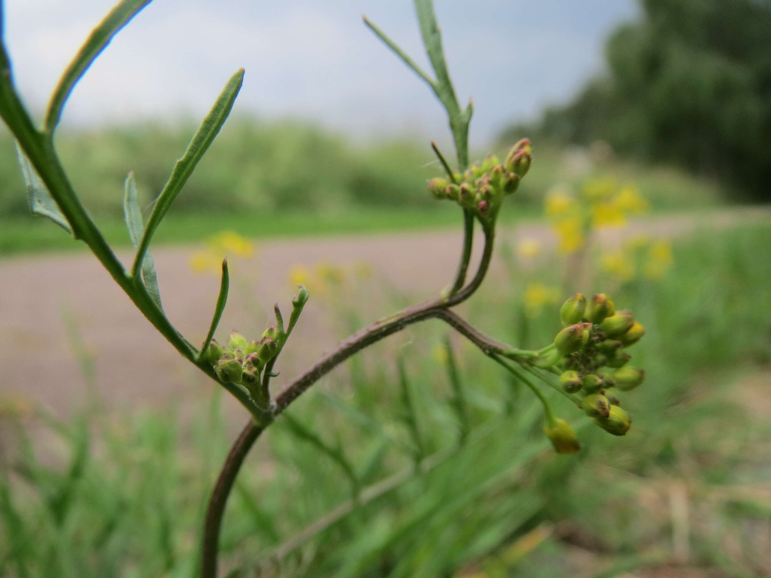 Image of creeping yellowcress