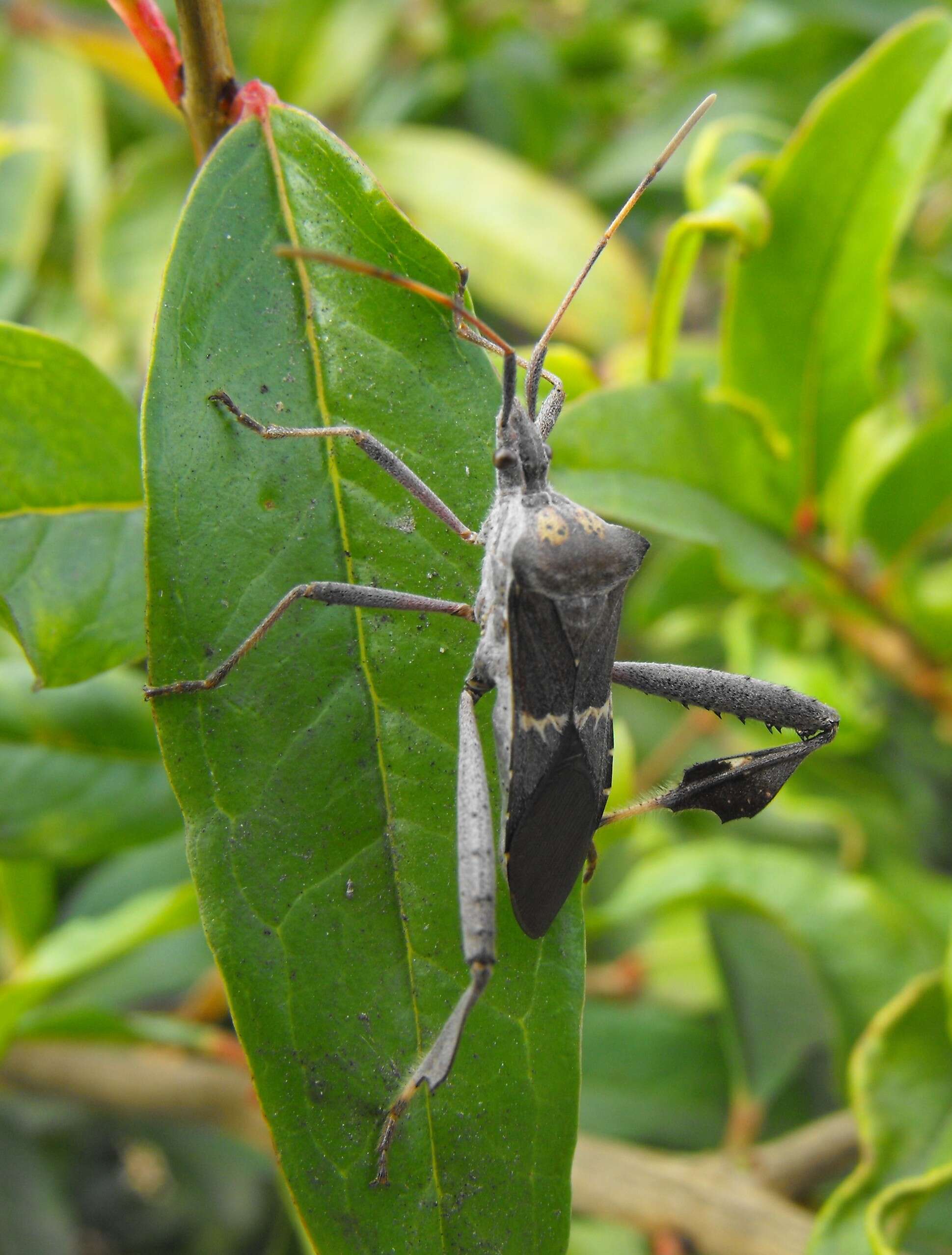 Image of Leaf-footed bug