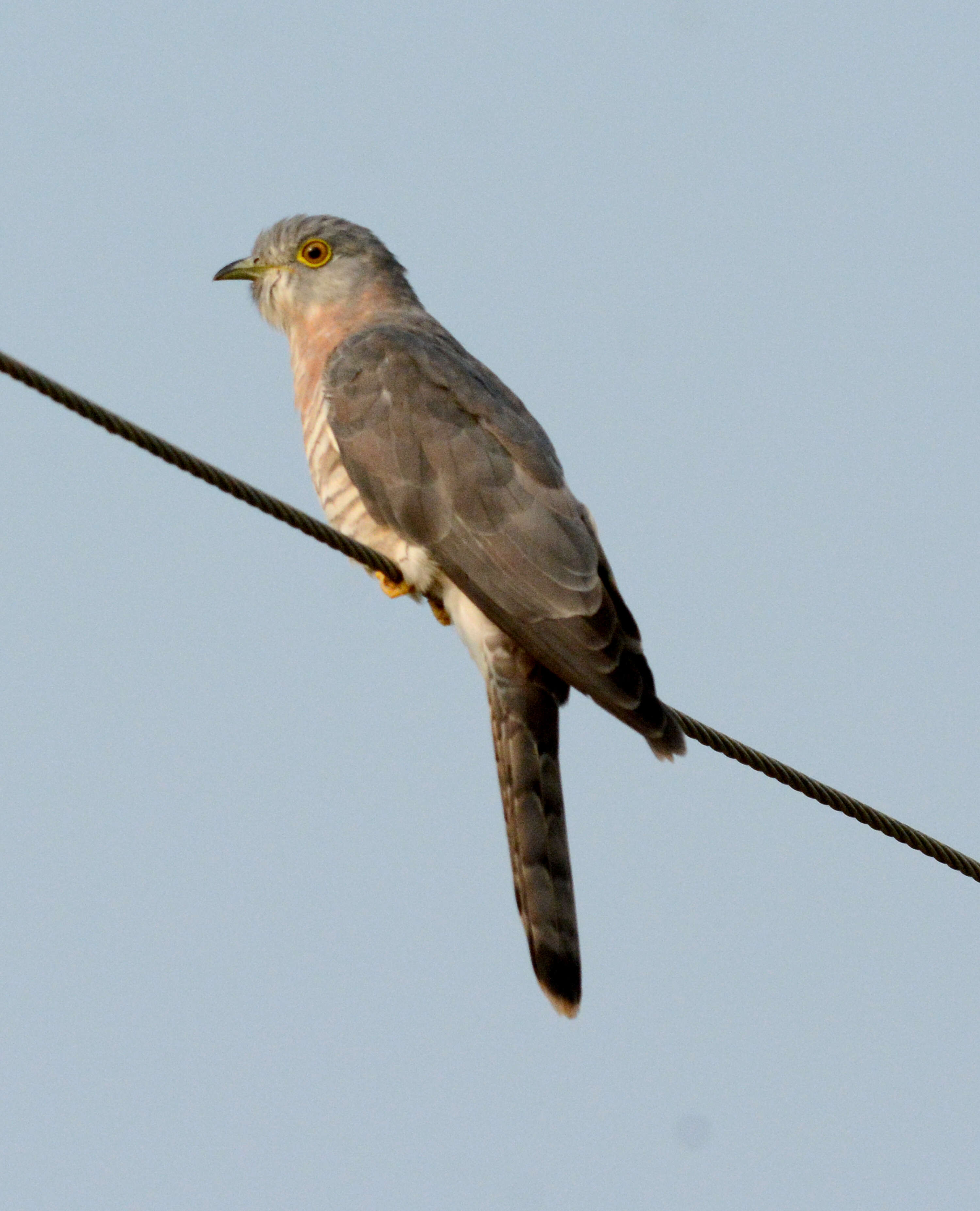 Image of Common Hawk Cuckoo