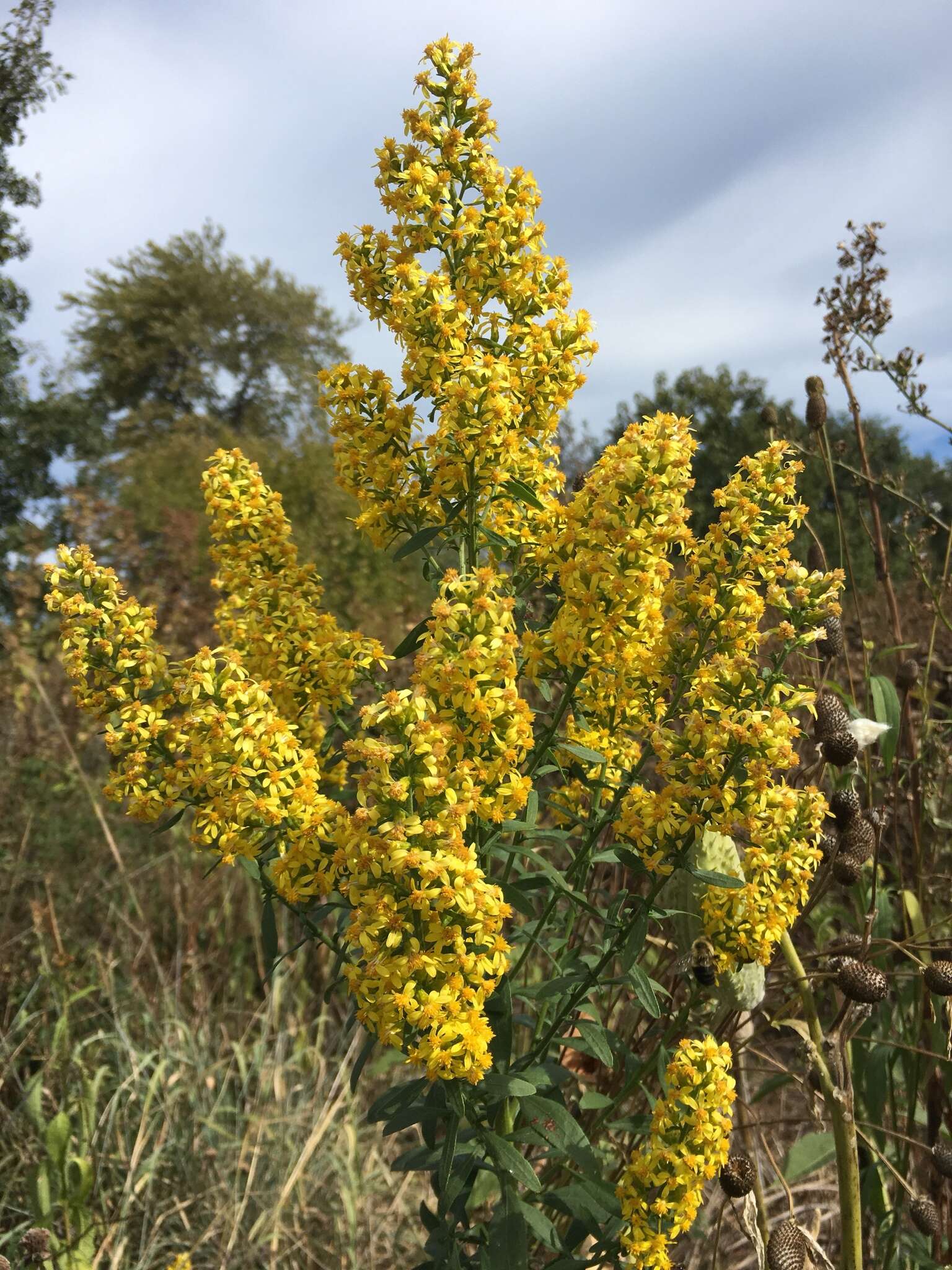 Image of showy goldenrod