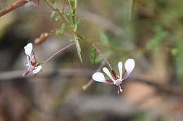 Image of Lopezia miniata DC.