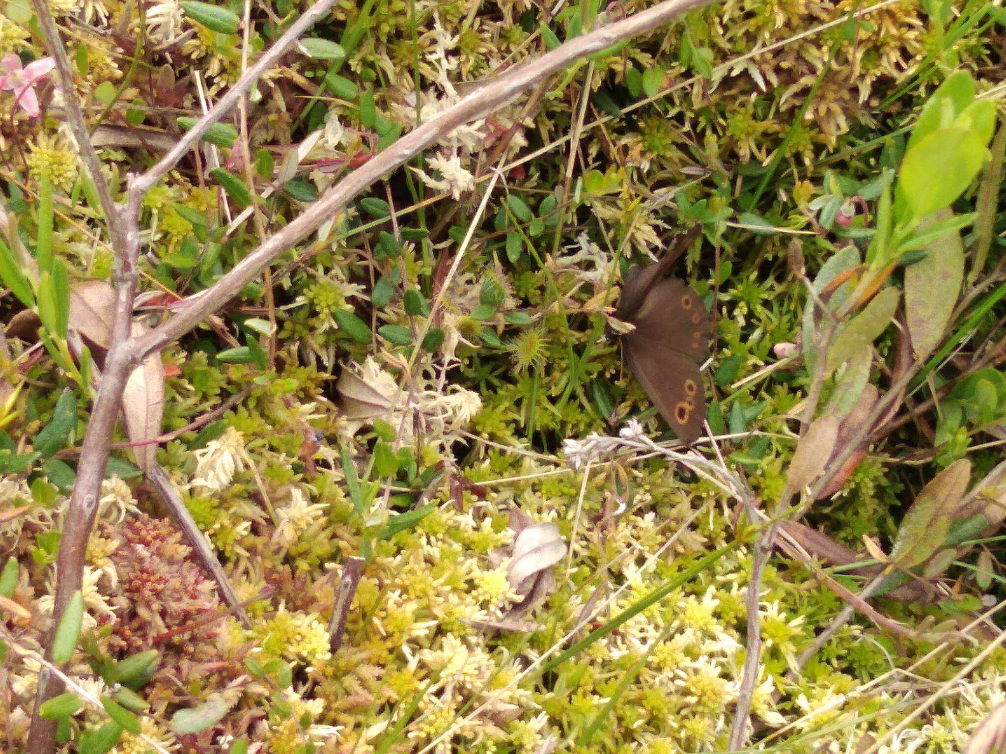 Image of Lapland Ringlet