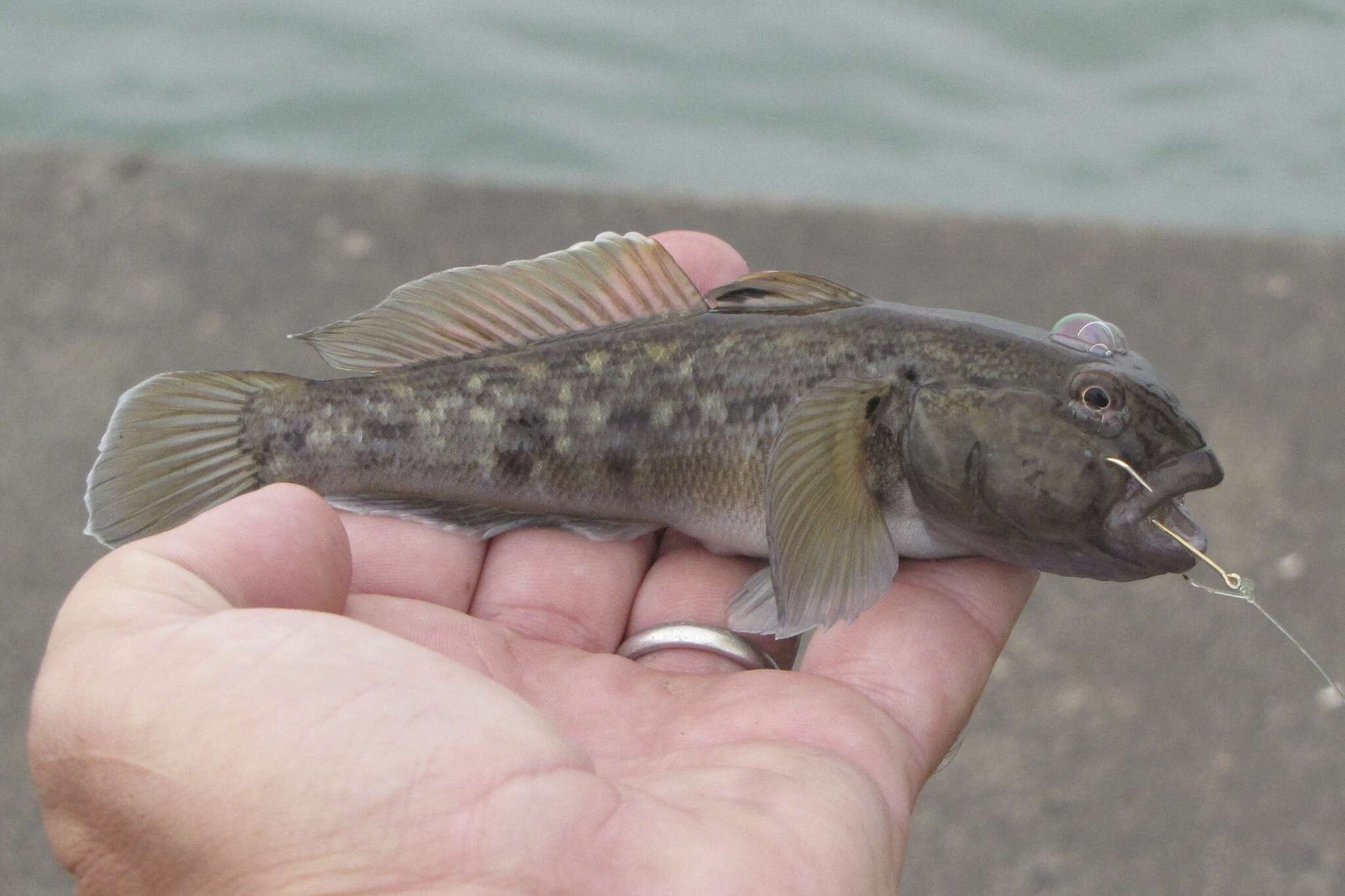 صورة Neogobius