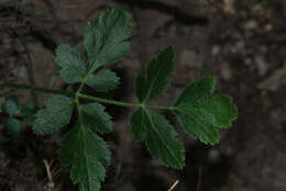 Слика од Laserpitium nitidum Zanted.