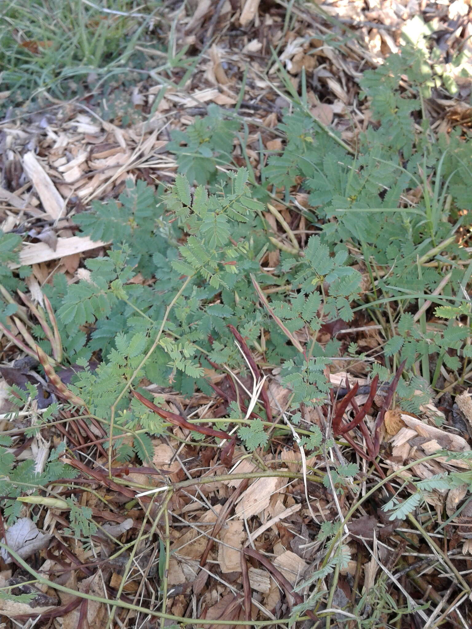 Desmanthus leptolobus Torr. & A. Gray resmi