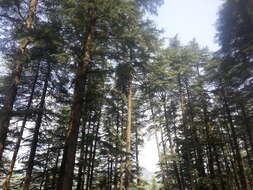 Image of Deodar cedar