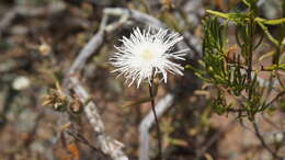 Imagem de Drosanthemum papillatum L. Bol.