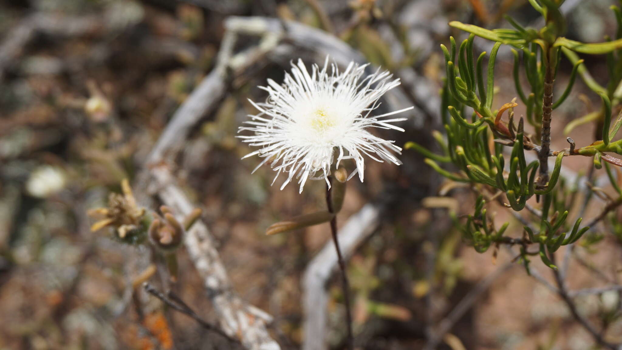 Image of Drosanthemum papillatum L. Bol.