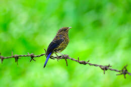 Image of Chestnut-bellied Rock Thrush