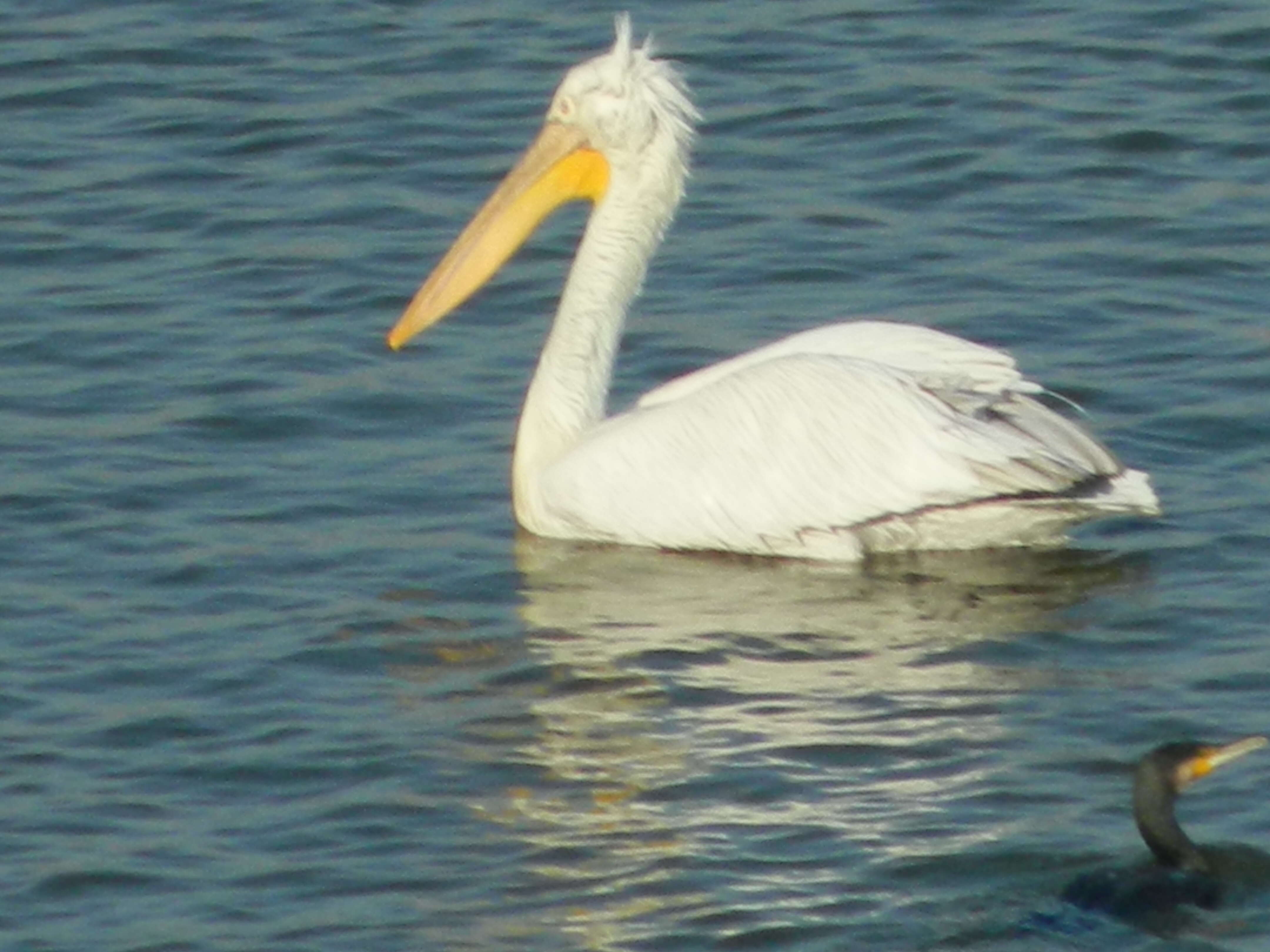 Image of Grey Pelican