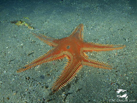 Image of Astropecten aranciacus (Linnaeus 1758)