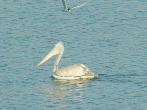 Image of Grey Pelican