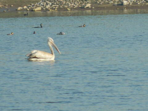 Image of Grey Pelican