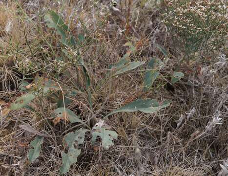 Image of Sea lavendar