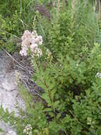 Imagem de Spiraea alba var. latifolia (Aiton) H. E. Ahles