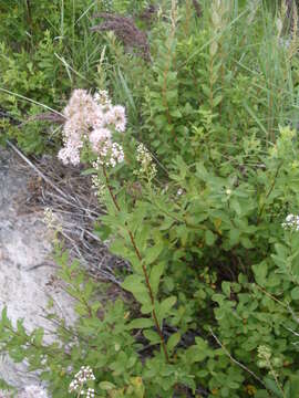 Imagem de Spiraea alba var. latifolia (Aiton) H. E. Ahles