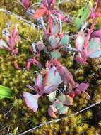 Image of Kalanchoe bergeri