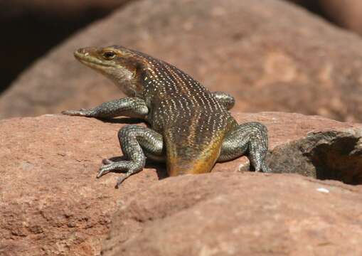 Image of Five-lined Skink